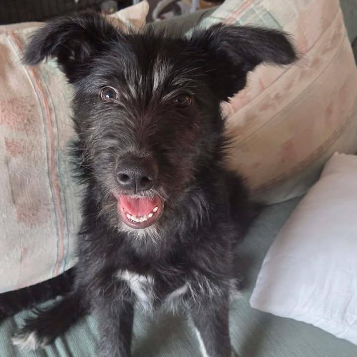 Enlarge Diesel, a Adoptable mixed breed in Rexburg, ID image 1/4