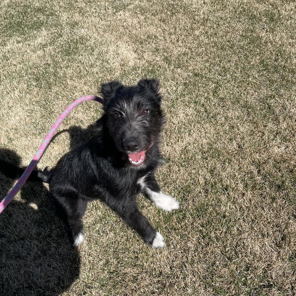 Enlarge Diesel, a Adoptable mixed breed in Rexburg, ID image 2/4