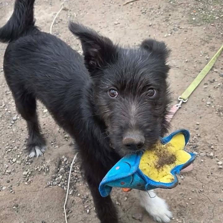 Enlarge Diesel, a Adoptable mixed breed in Rexburg, ID image 3/4
