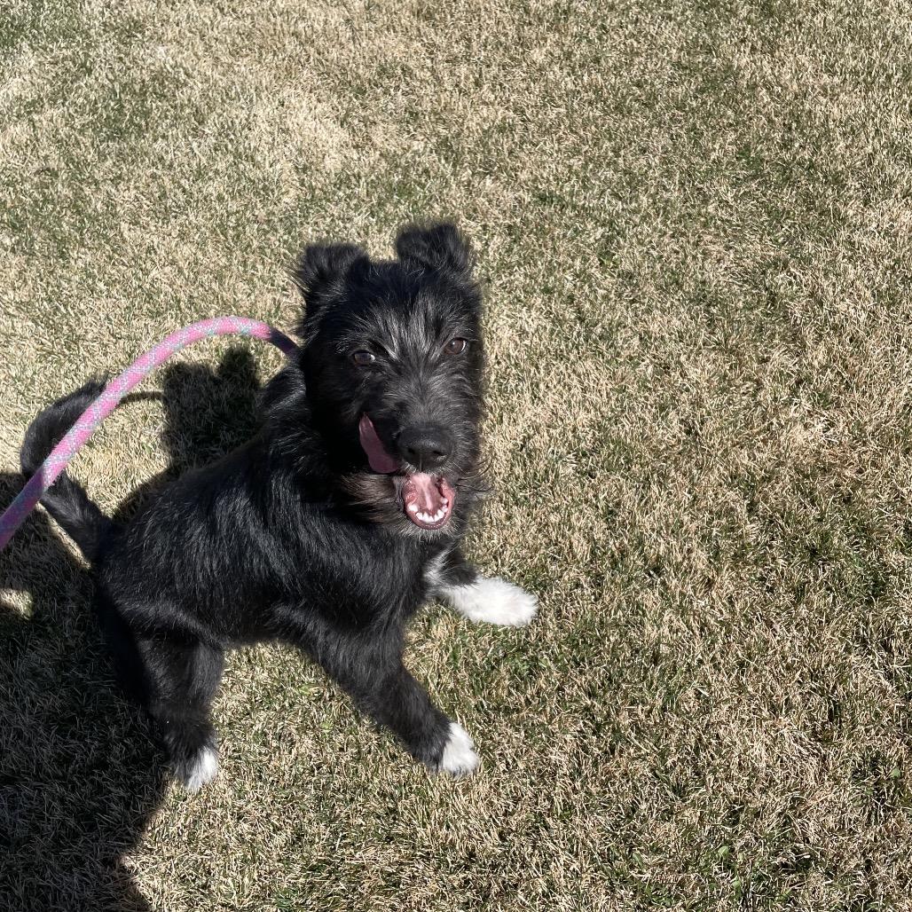 Enlarge Diesel, a Adoptable mixed breed in Rexburg, ID image 4/4