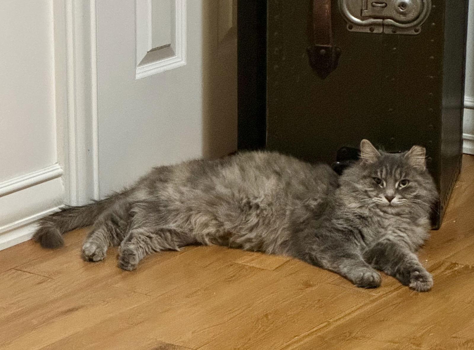 Misty Blue thumbnail 3