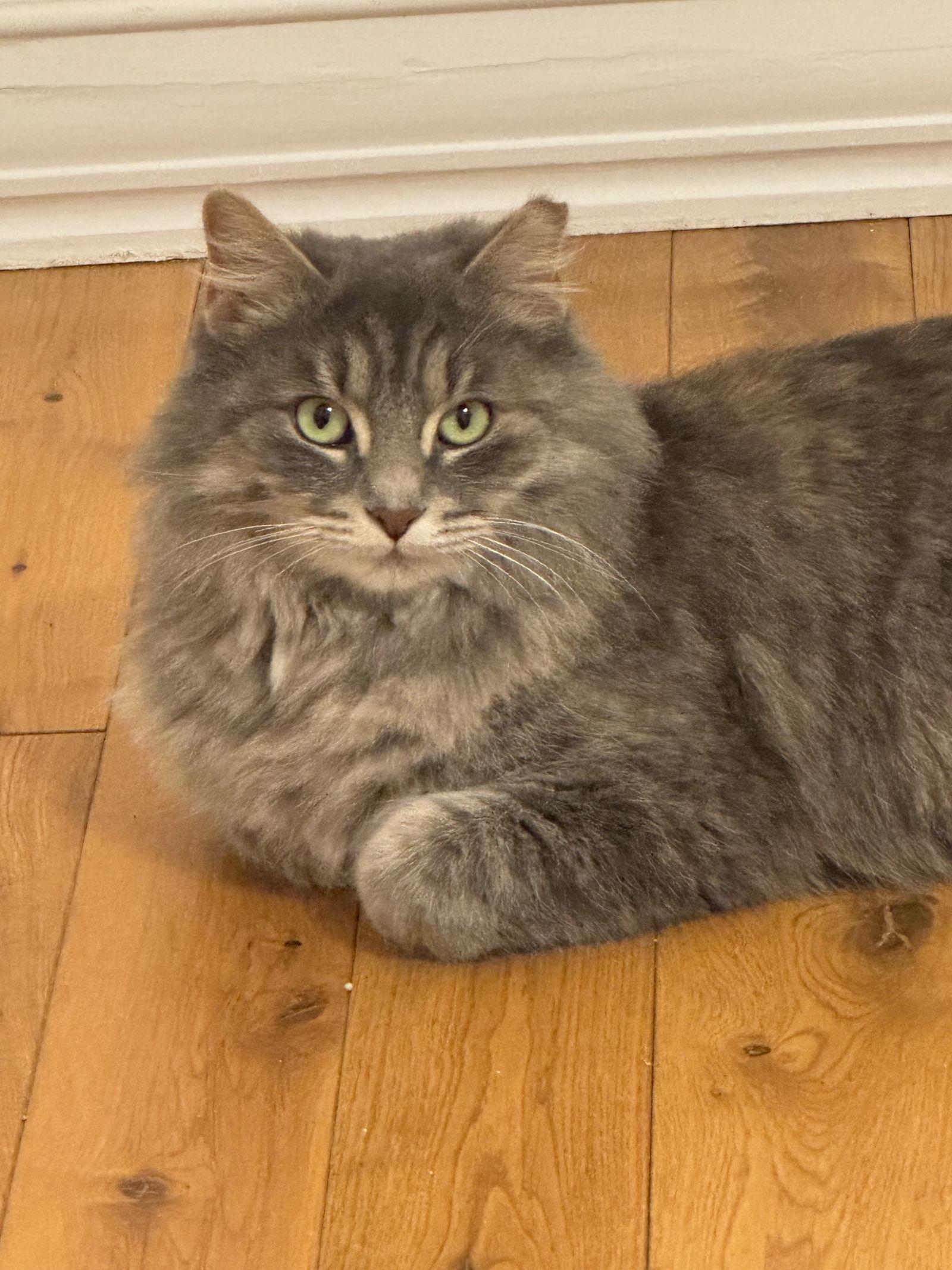 Misty Blue thumbnail 4