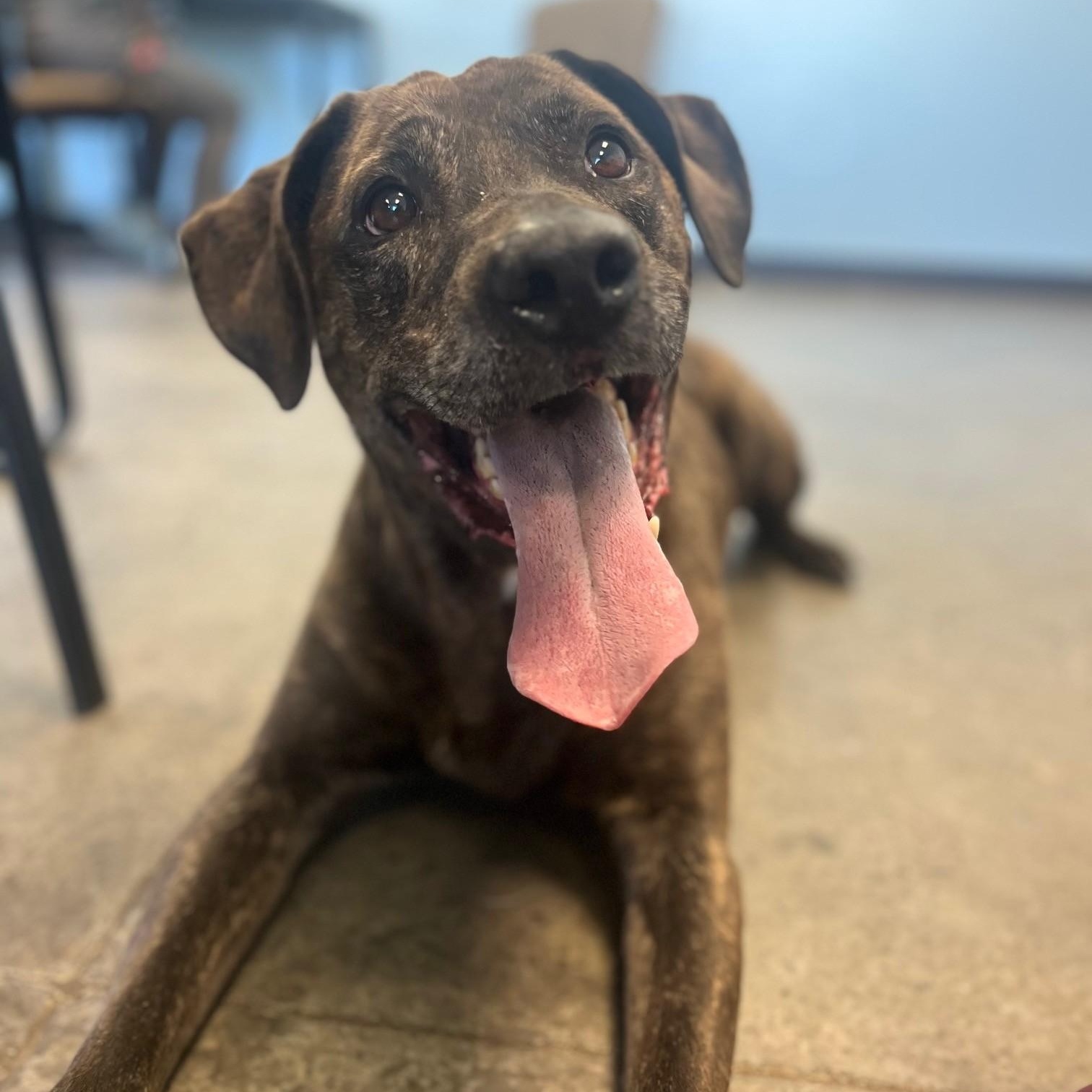 Brutus, a Adoptable mixed breed in Mishawaka, IN image 1/5