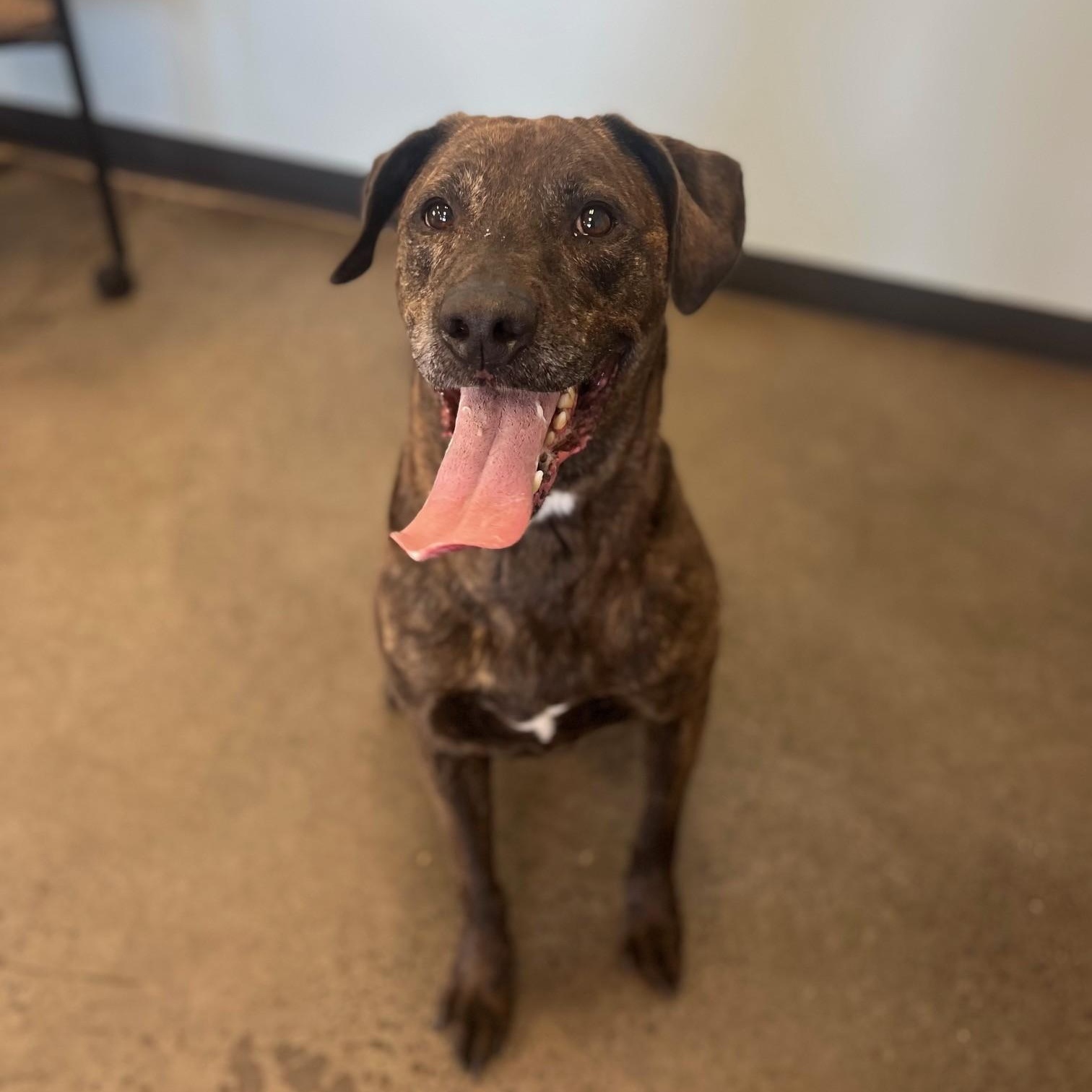 Brutus, a Adoptable mixed breed in Mishawaka, IN image 2/5