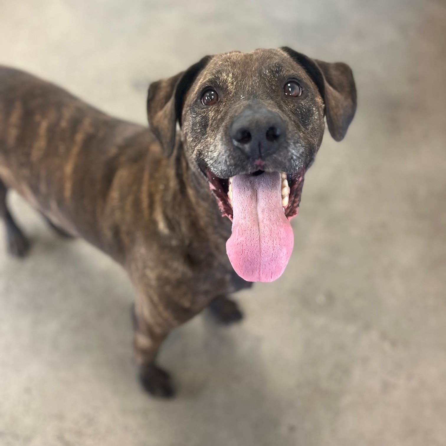 Brutus, a Adoptable mixed breed in Mishawaka, IN image 4/5