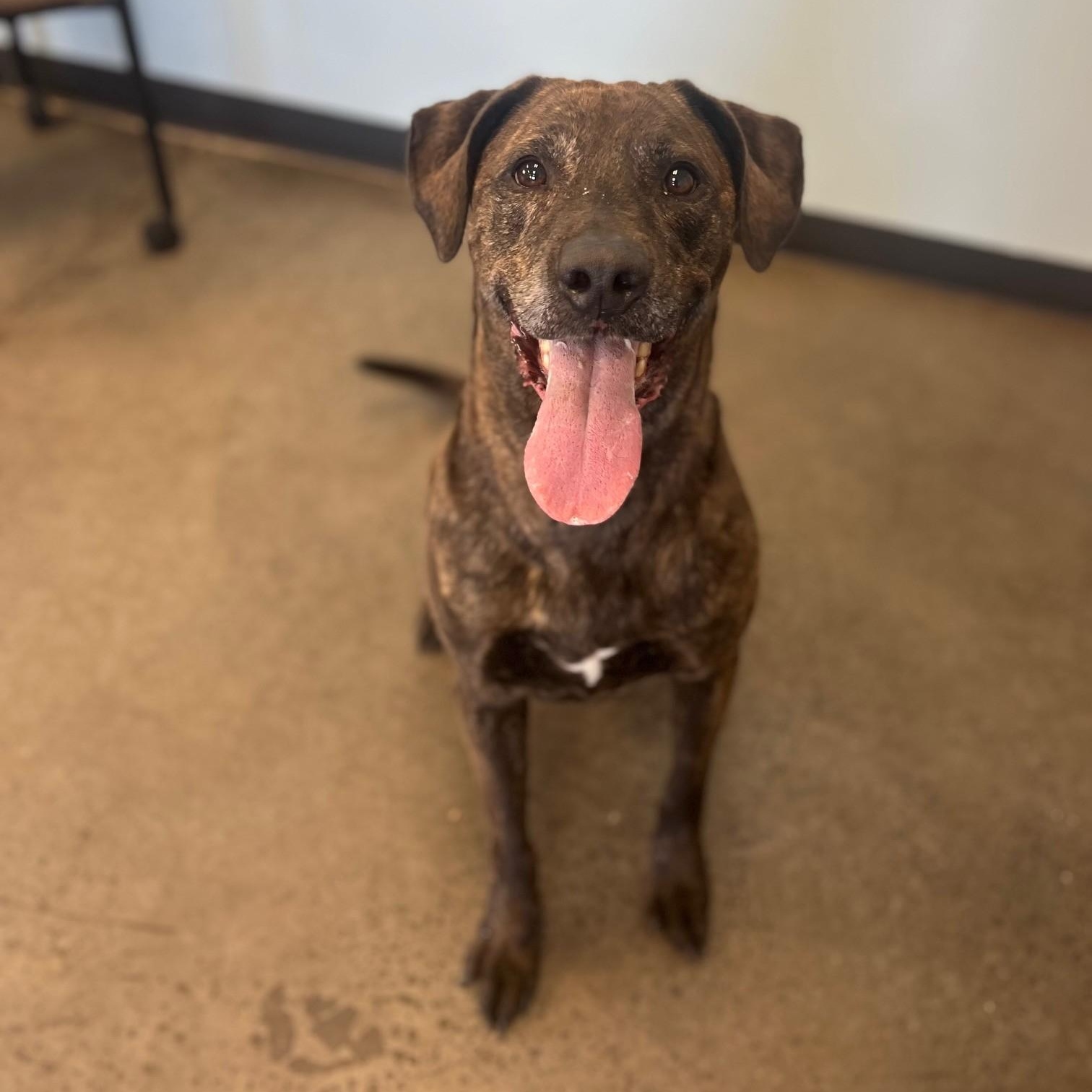 Brutus, a Adoptable mixed breed in Mishawaka, IN image 5/5