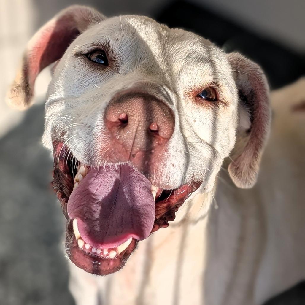 Holly, Adoptable, Adult Female Labrador Retriever.