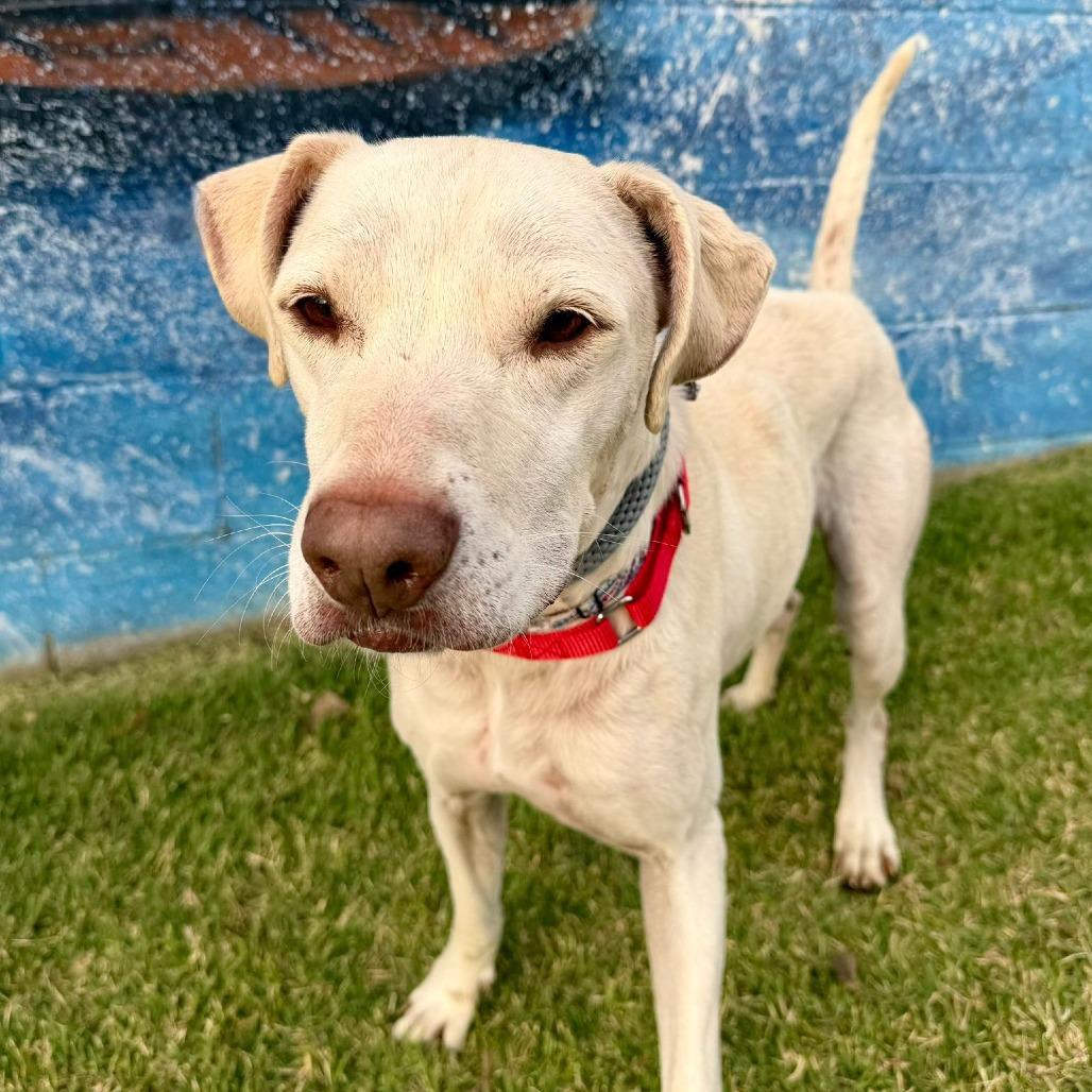 Enlarge Holly, a Adoptable mixed breed in Buchanan Dam, TX image 2/6