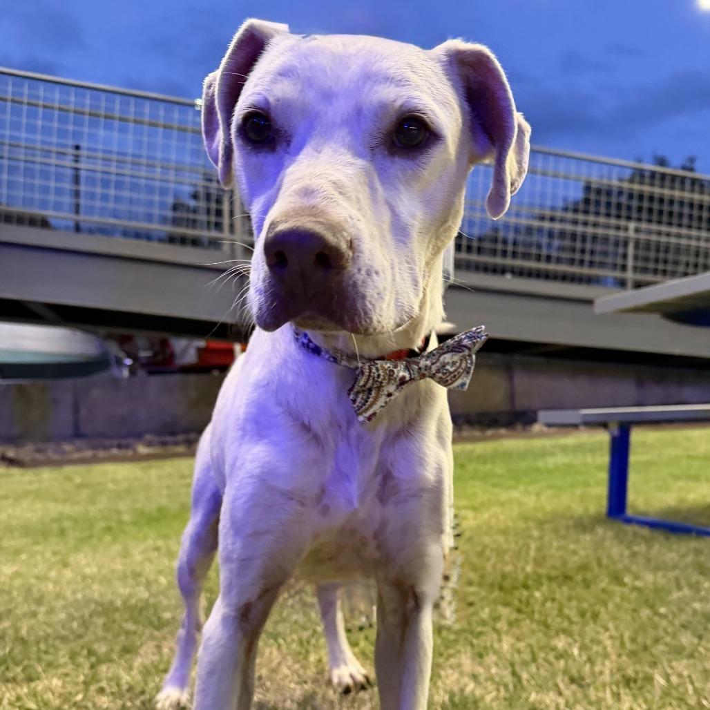 Enlarge Holly, a Adoptable mixed breed in Buchanan Dam, TX image 3/6