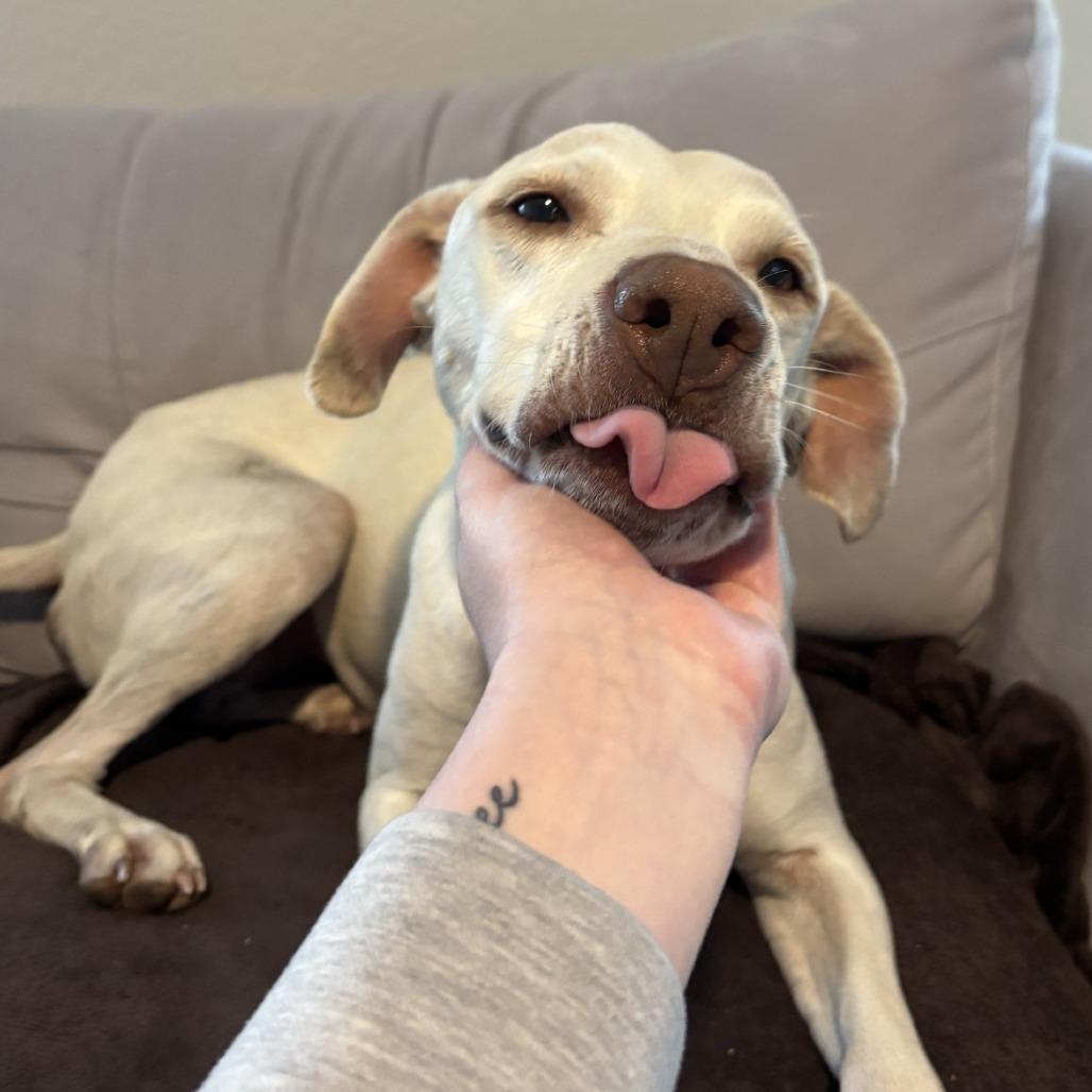 Enlarge Holly, a Adoptable mixed breed in Buchanan Dam, TX image 4/6