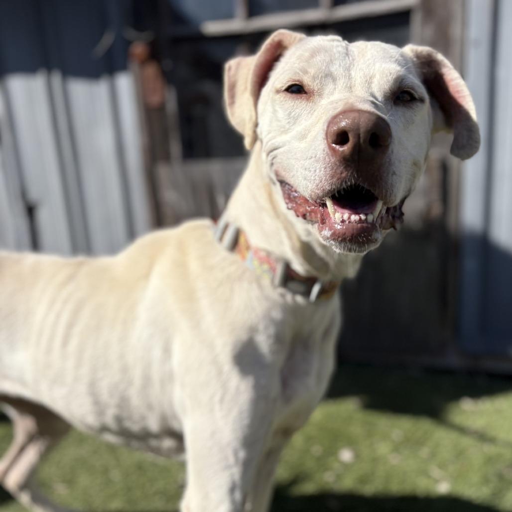 Enlarge Holly, a Adoptable mixed breed in Buchanan Dam, TX image 5/6