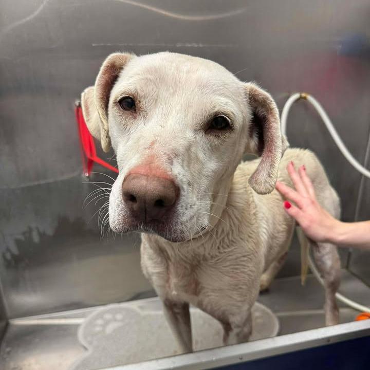 Enlarge Holly, a Adoptable mixed breed in Buchanan Dam, TX image 6/6