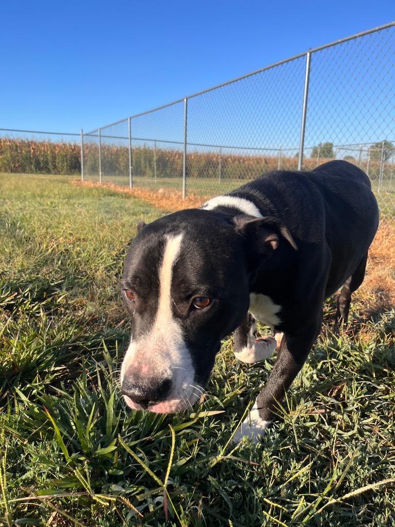 Rufus, a Adoptable mixed breed in Hopkinsville, KY image 1/6