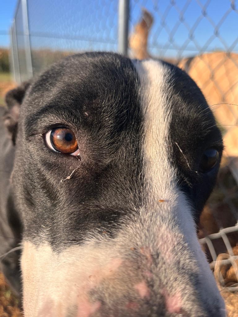 Rufus, a Adoptable mixed breed in Hopkinsville, KY image 2/6