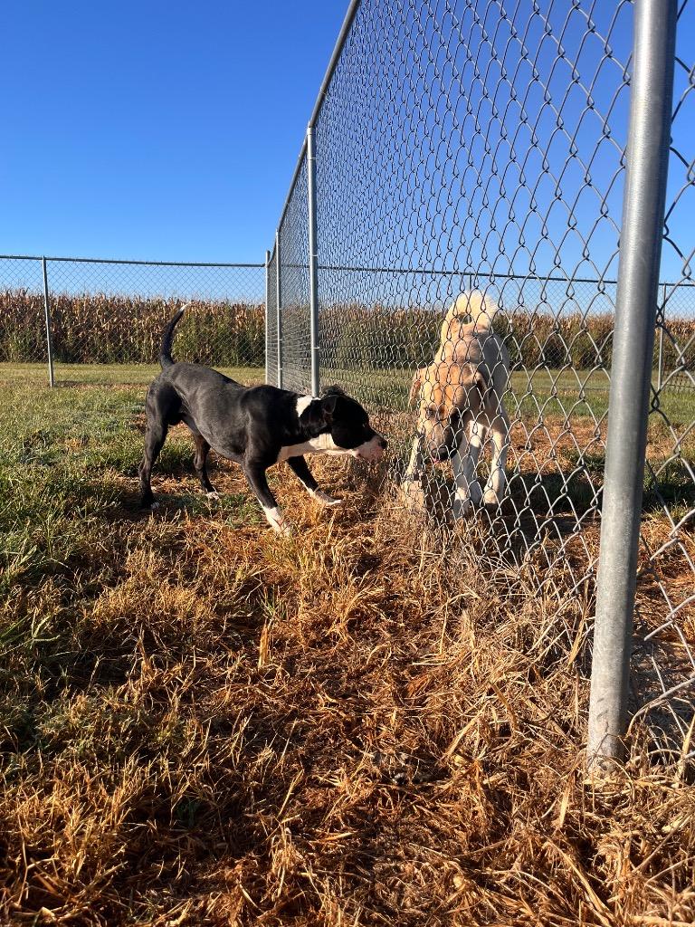 Rufus, a Adoptable mixed breed in Hopkinsville, KY image 2/6