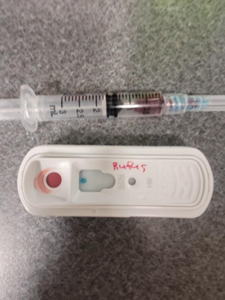 Rufus, a Adoptable mixed breed in Hopkinsville, KY image 3/6