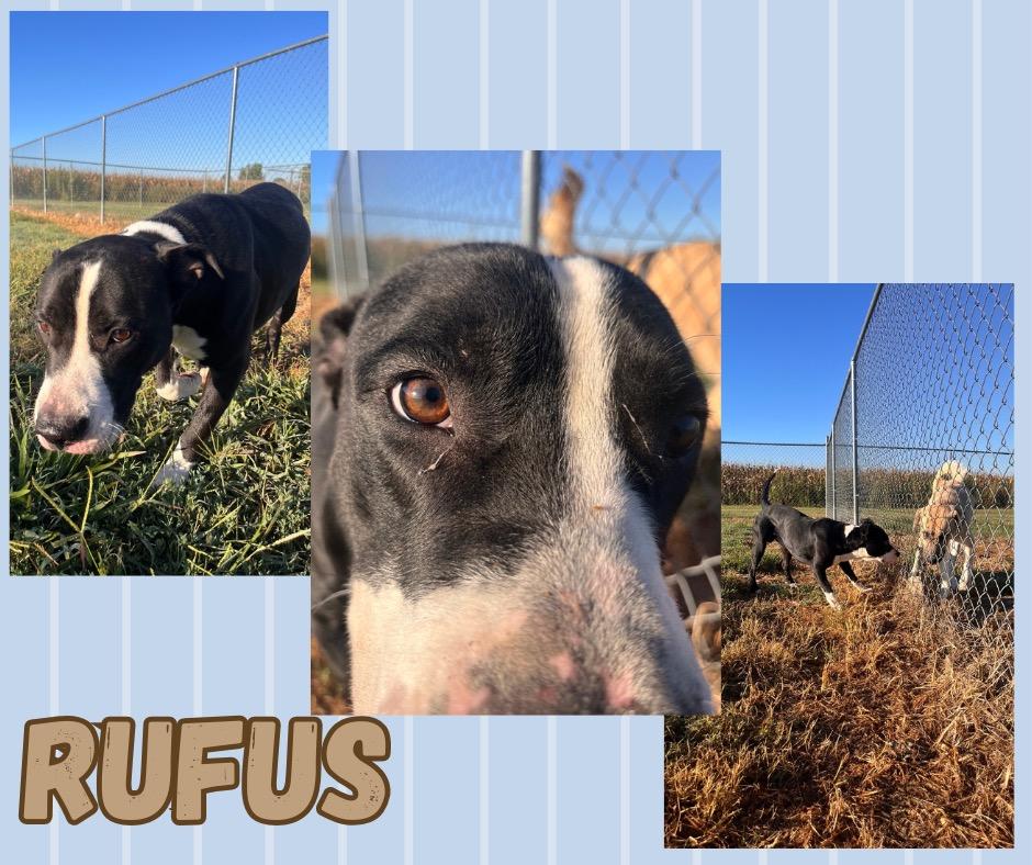 Rufus, a Adoptable mixed breed in Hopkinsville, KY image 4/6