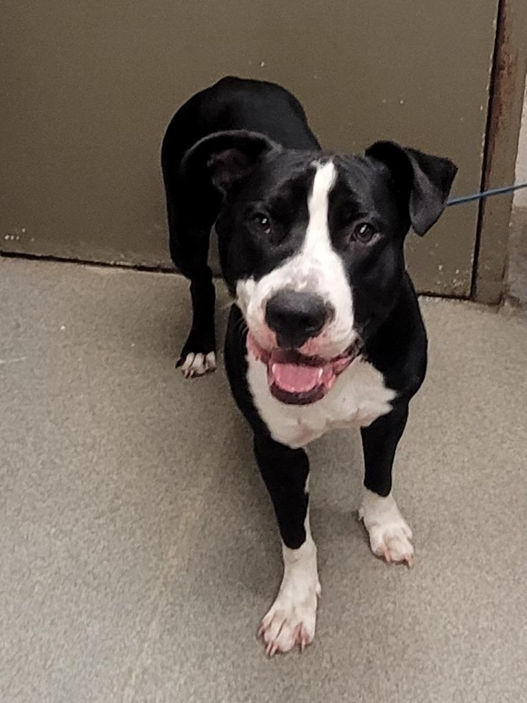 Rufus, a Adoptable mixed breed in Hopkinsville, KY image 6/6