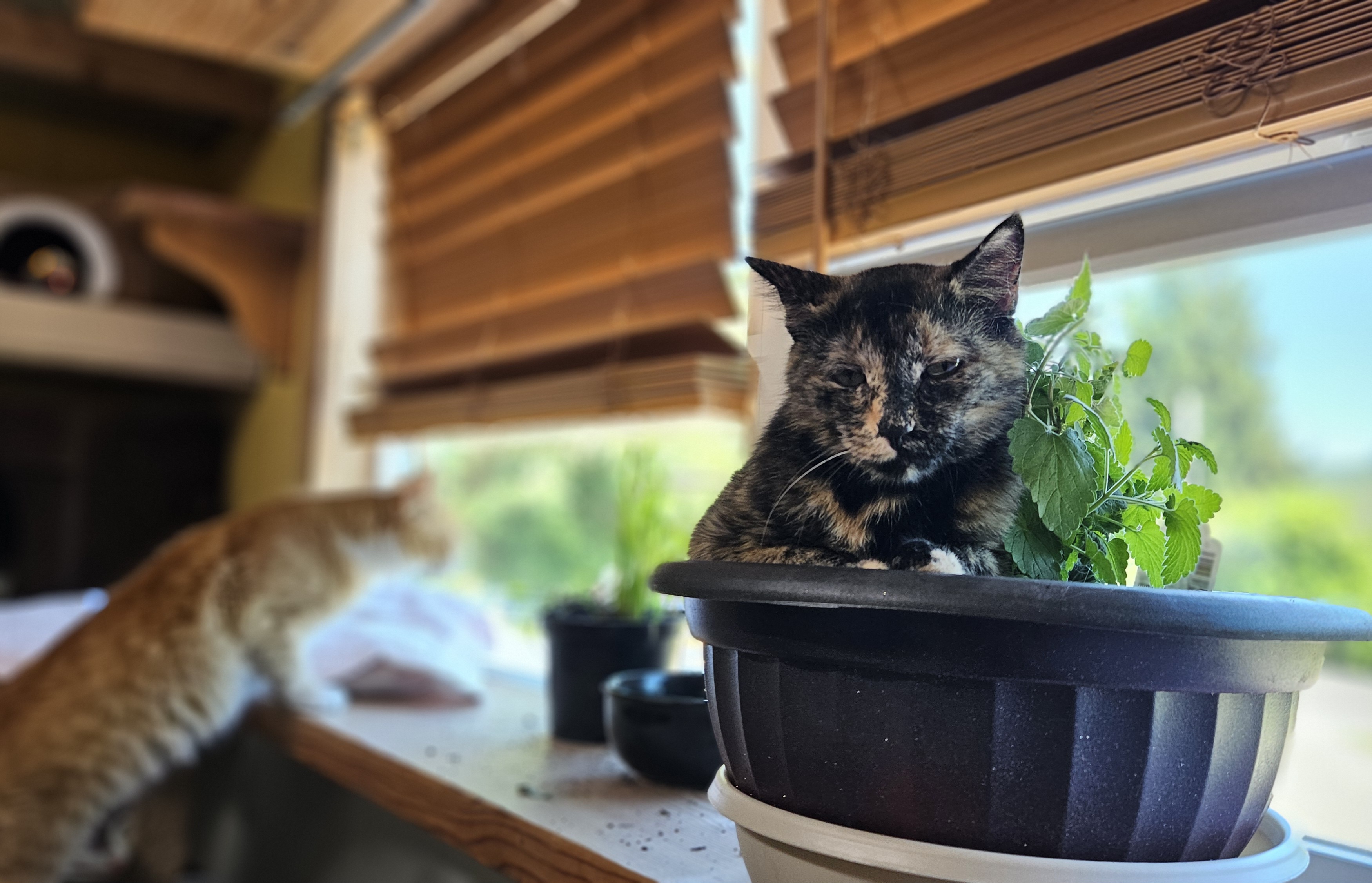 Enlarge Tanya, a Adoptable Domestic Short Hair in Chehalis, WA image 1/6