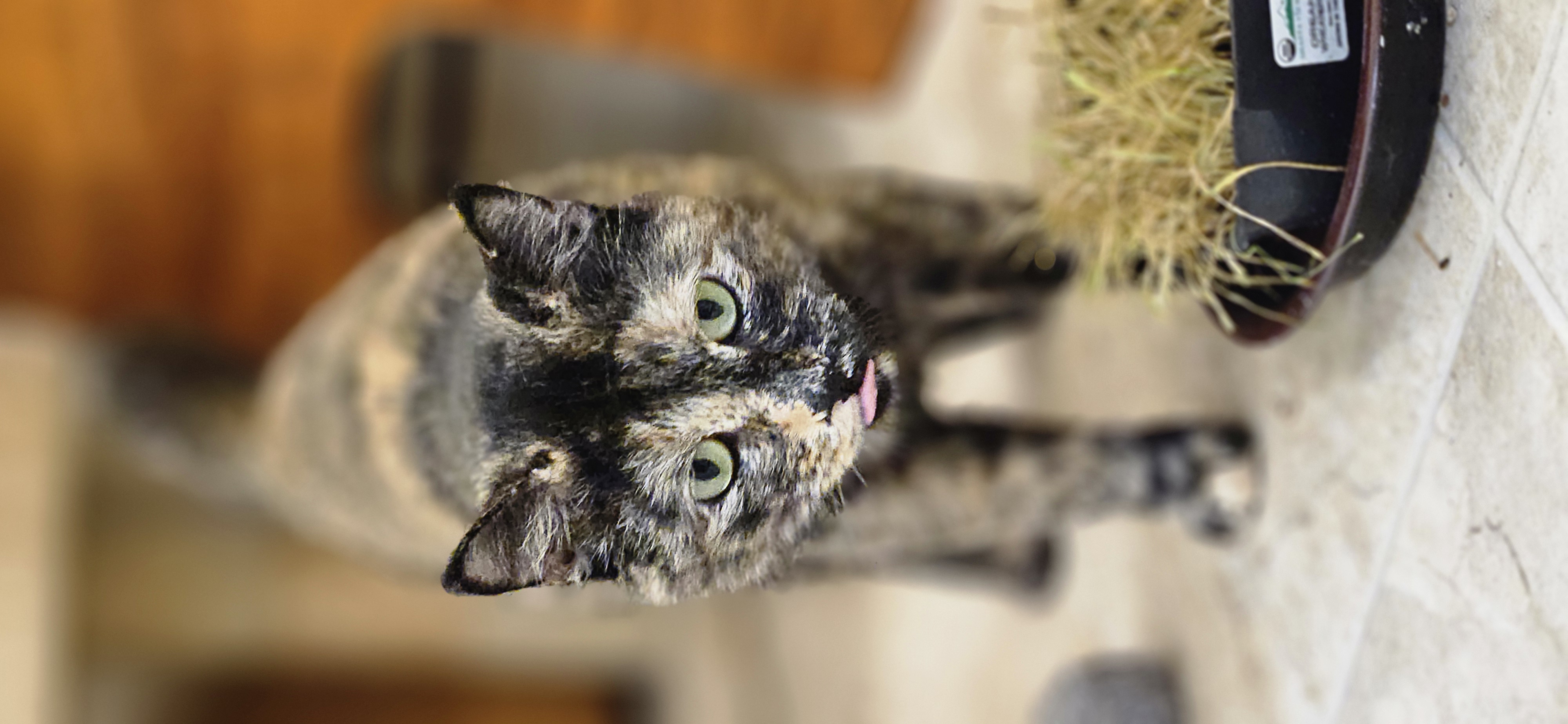 Enlarge Tanya, a Adoptable Domestic Short Hair in Chehalis, WA image 2/6