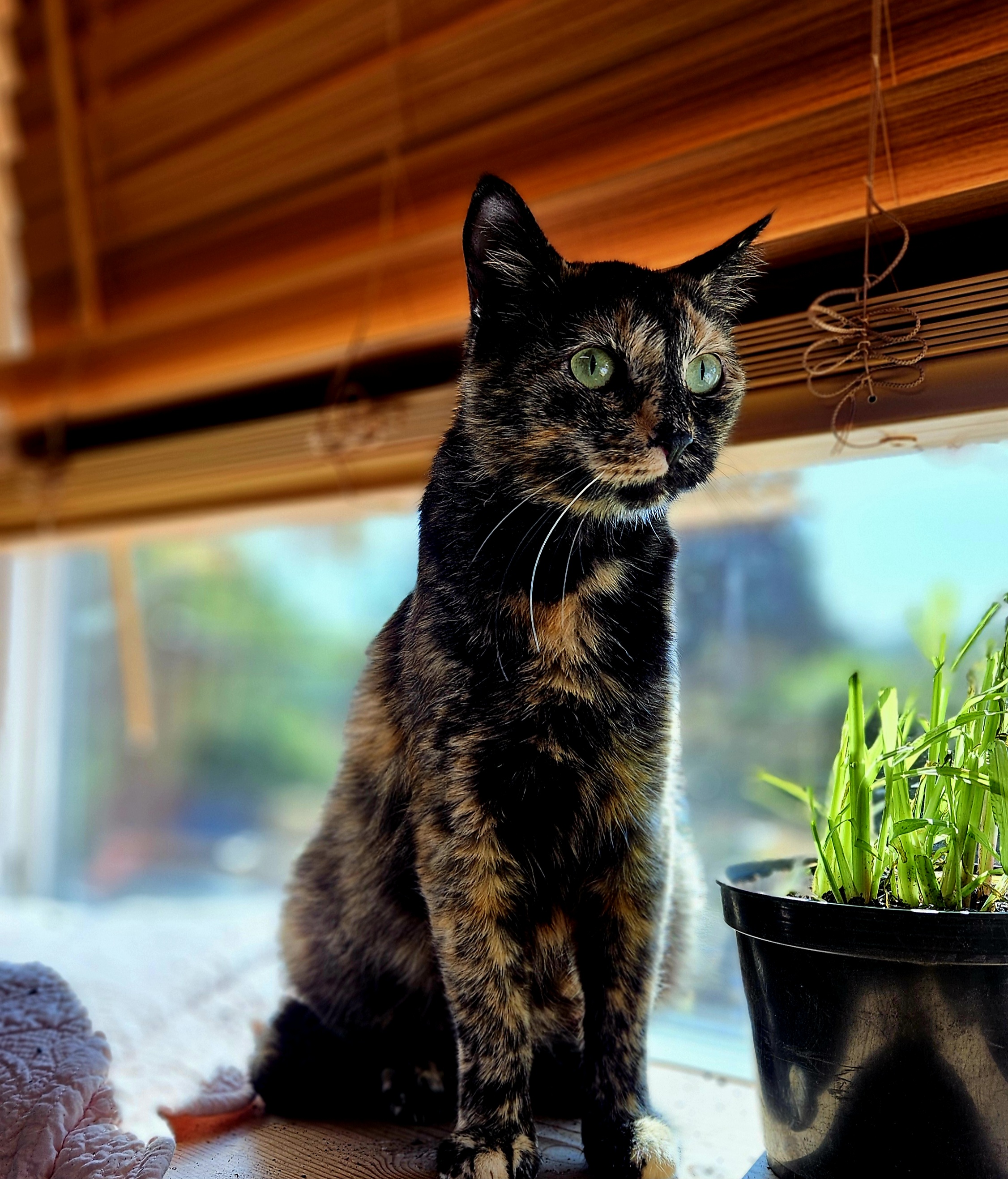 Enlarge Tanya, a Adoptable Domestic Short Hair in Chehalis, WA image 3/6