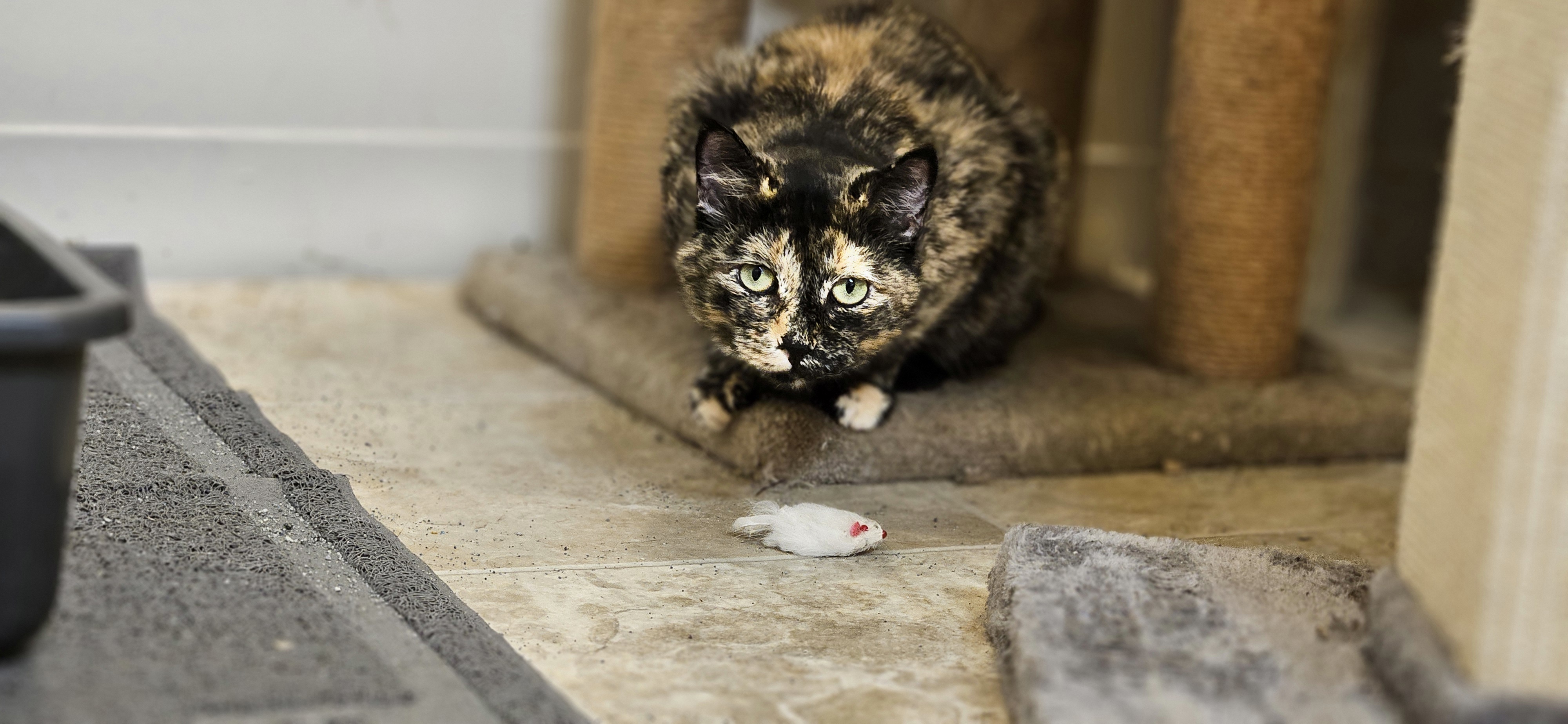 Enlarge Tanya, a Adoptable Domestic Short Hair in Chehalis, WA image 4/6