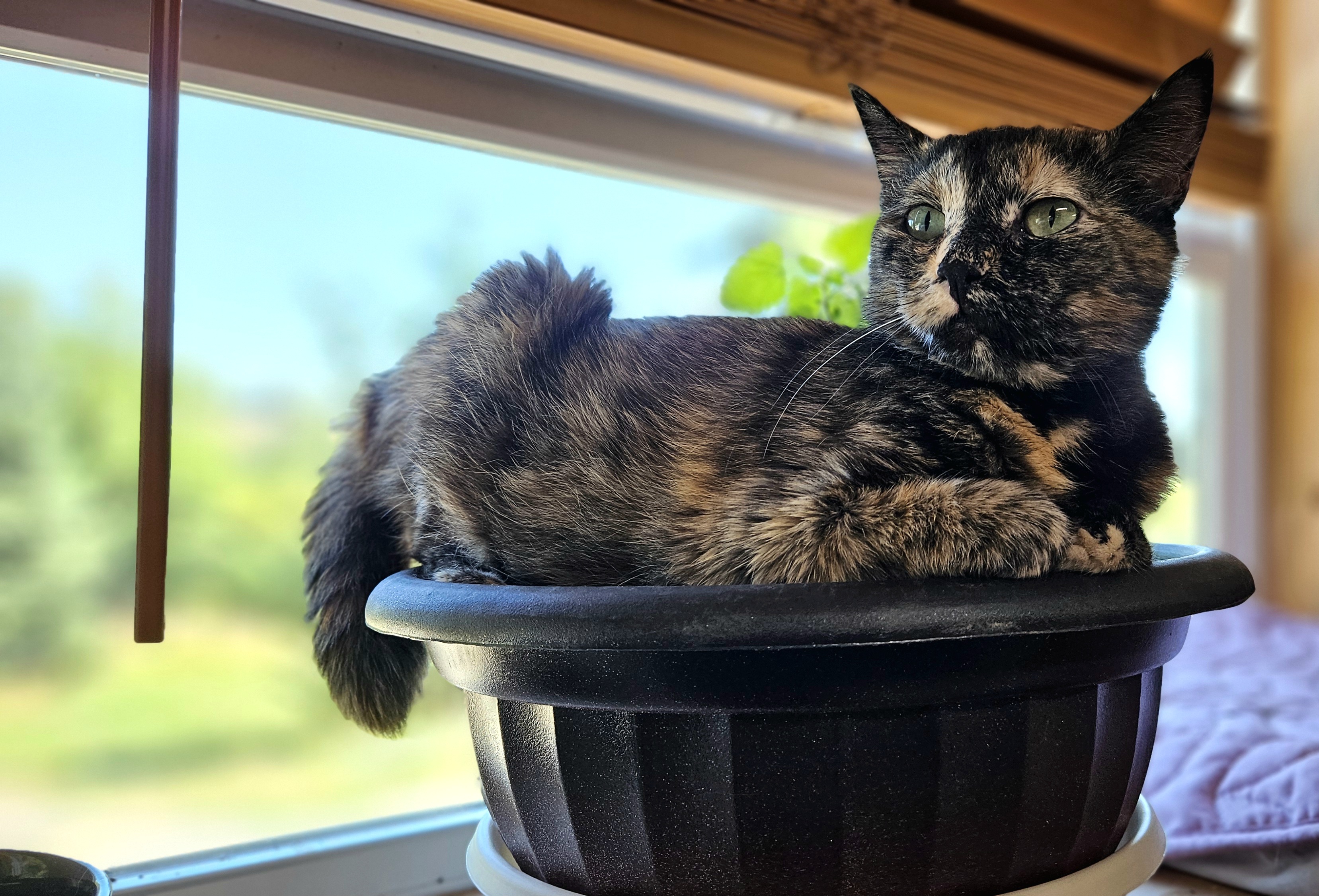 Enlarge Tanya, a Adoptable Domestic Short Hair in Chehalis, WA image 5/6