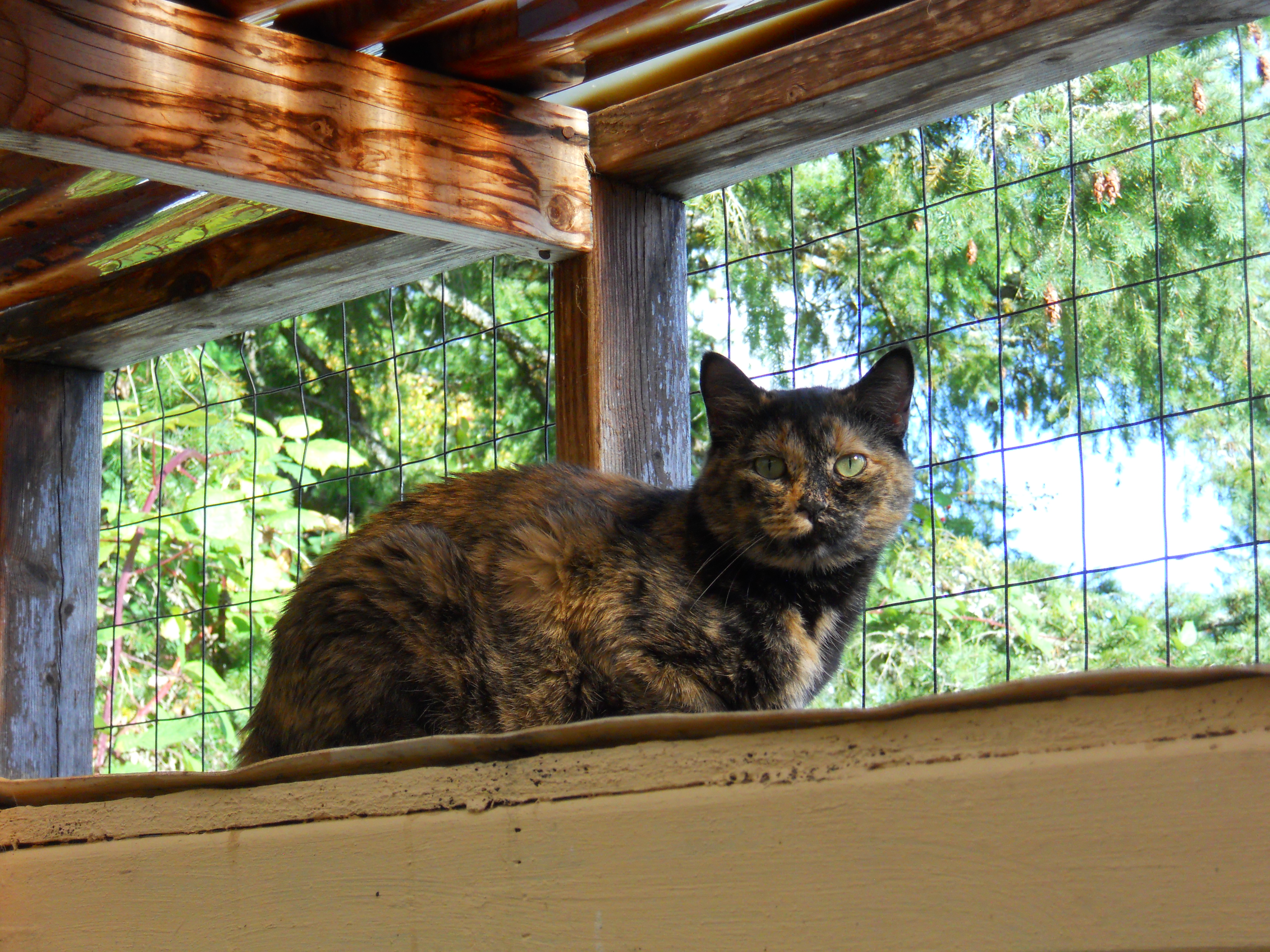 Enlarge Tanya, a Adoptable Domestic Short Hair in Chehalis, WA image 6/6