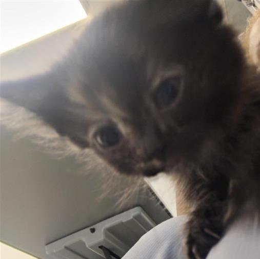Trudy, Adoptable, Kitten Female Domestic Short Hair.