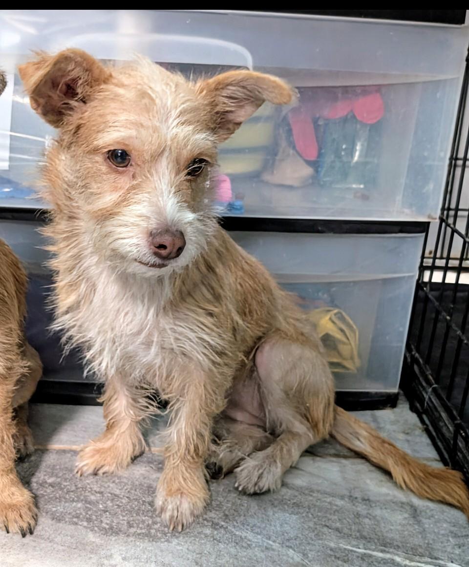 Enlarge Cadence , a ADOPTABLE mixed breed in Saint David, AZ image 1/4