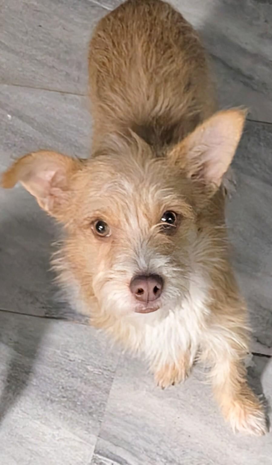 Enlarge Cadence , a ADOPTABLE mixed breed in Saint David, AZ image 2/4