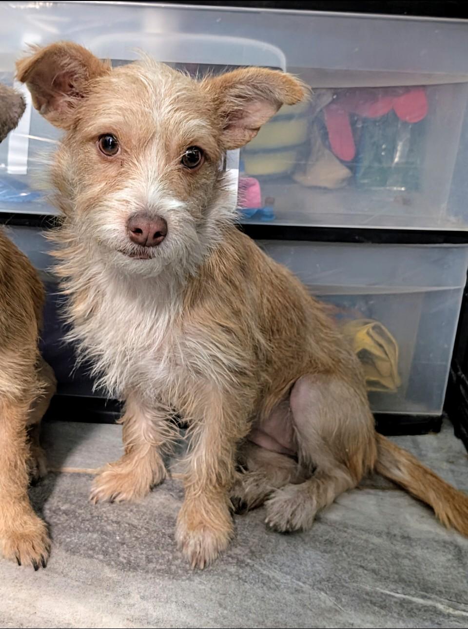 Enlarge Cadence , a ADOPTABLE mixed breed in Saint David, AZ image 3/4