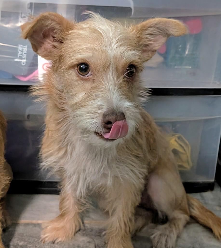 Enlarge Cadence , a ADOPTABLE mixed breed in Saint David, AZ image 4/4