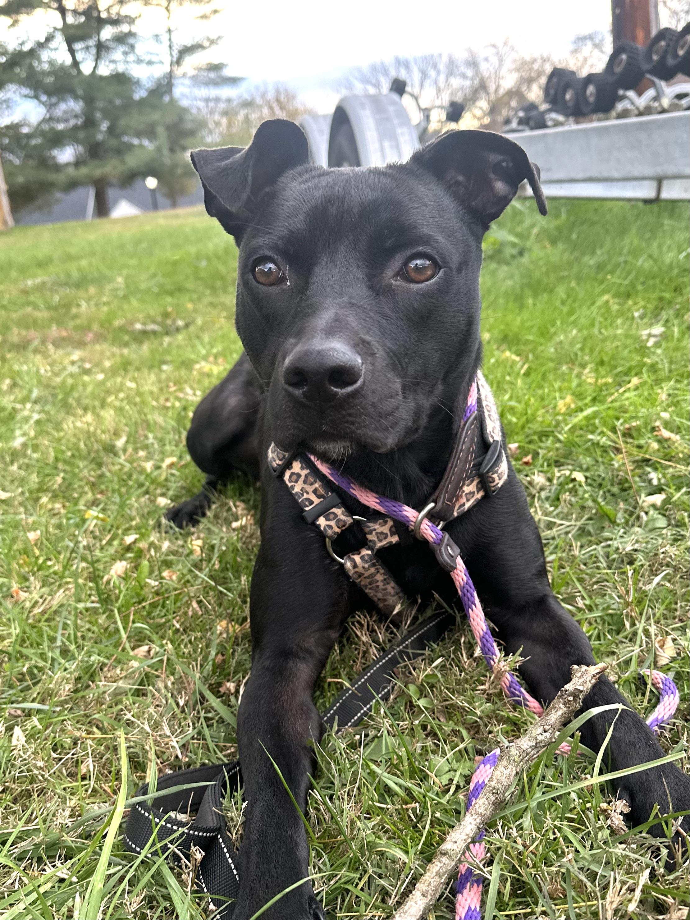 Sofi, a Adoptable mixed breed in Ellicott City, MD image 2/6