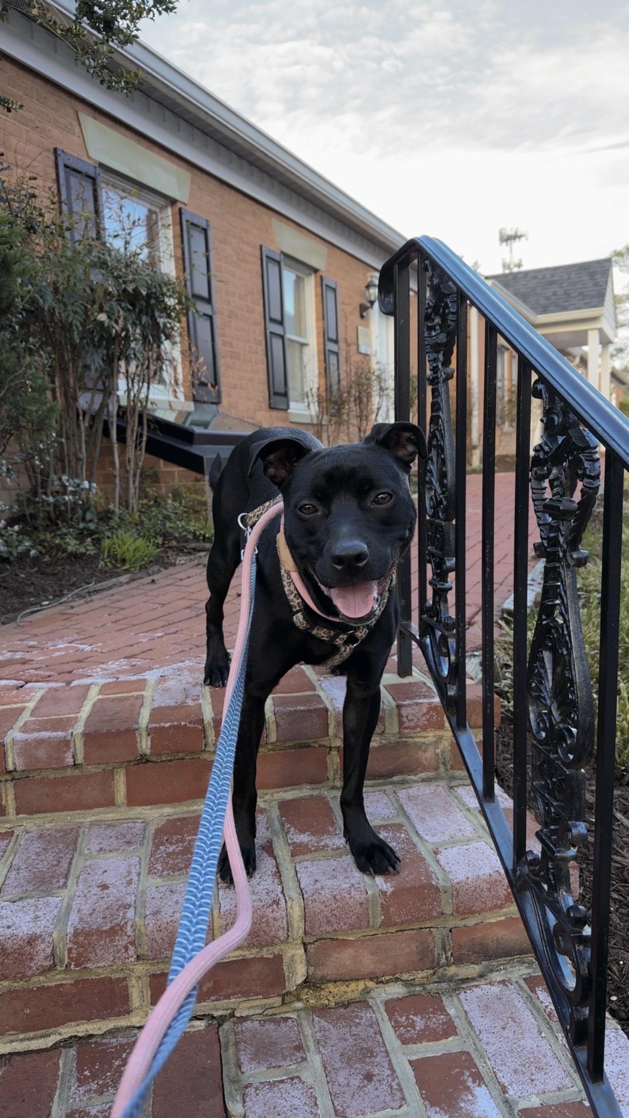 Enlarge Sofi, a Adoptable mixed breed in Ellicott City, MD image 2/5