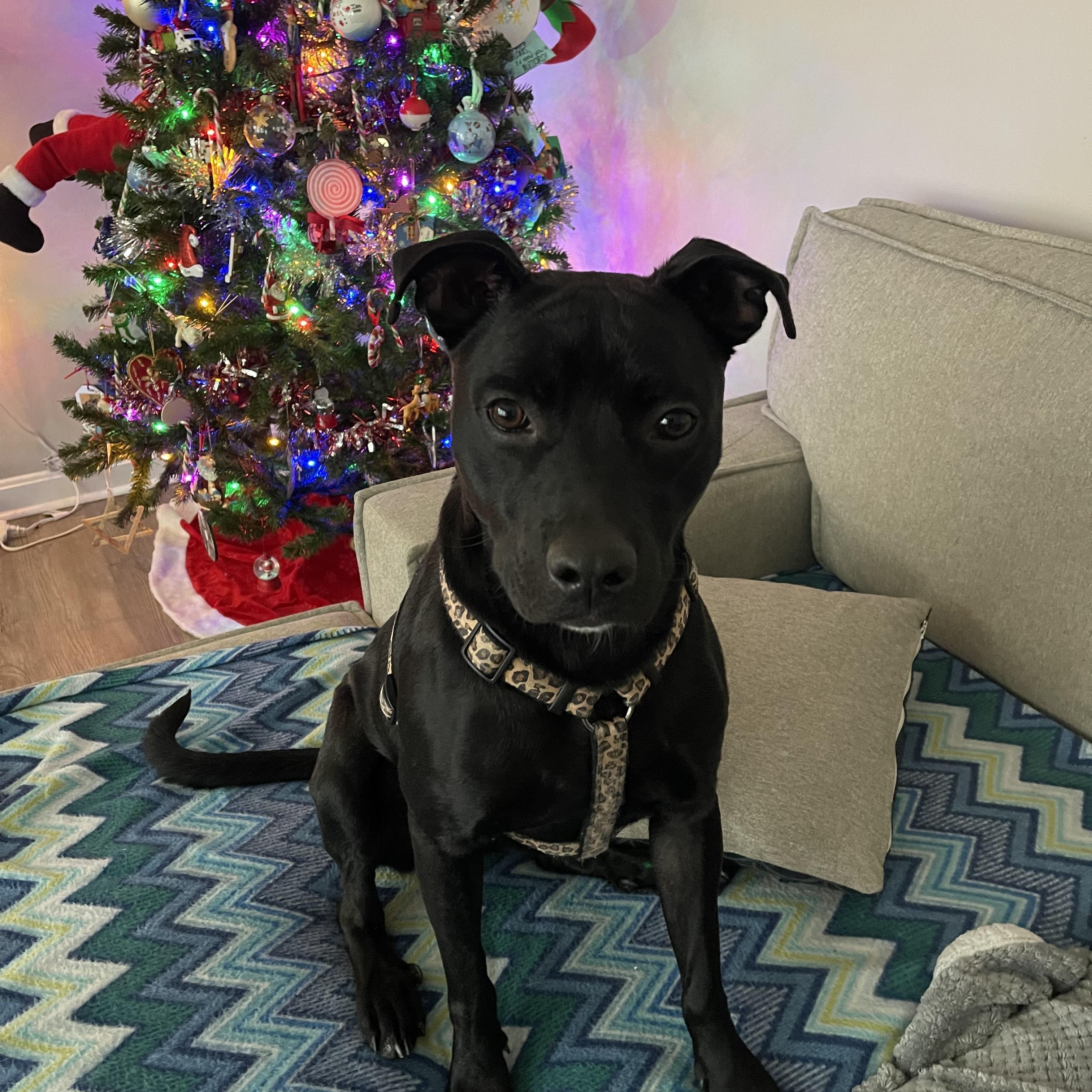 Enlarge Sofi, a Adoptable mixed breed in Ellicott City, MD image 1/6