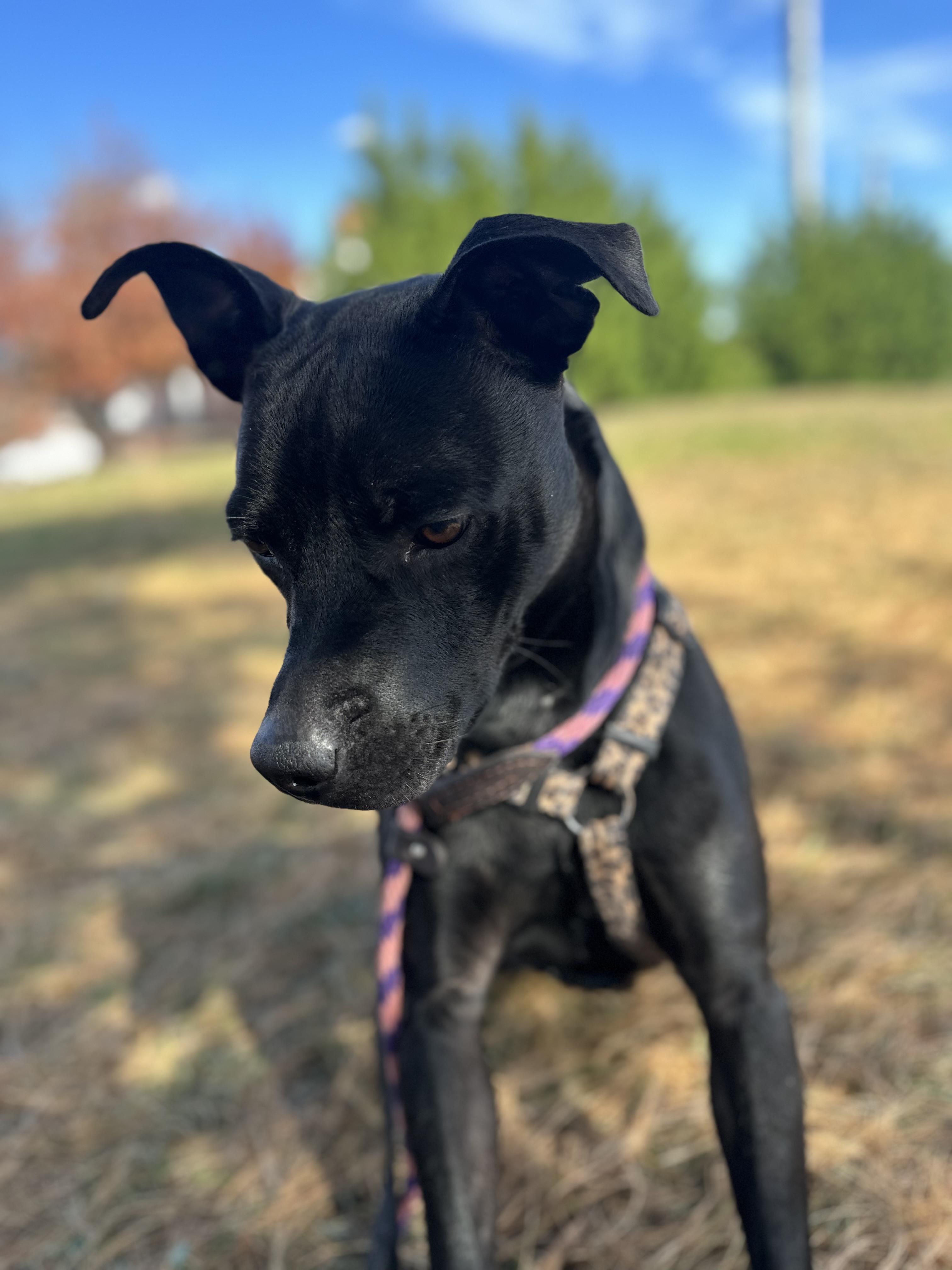 Sofi, a Adoptable mixed breed in Ellicott City, MD image 1/6