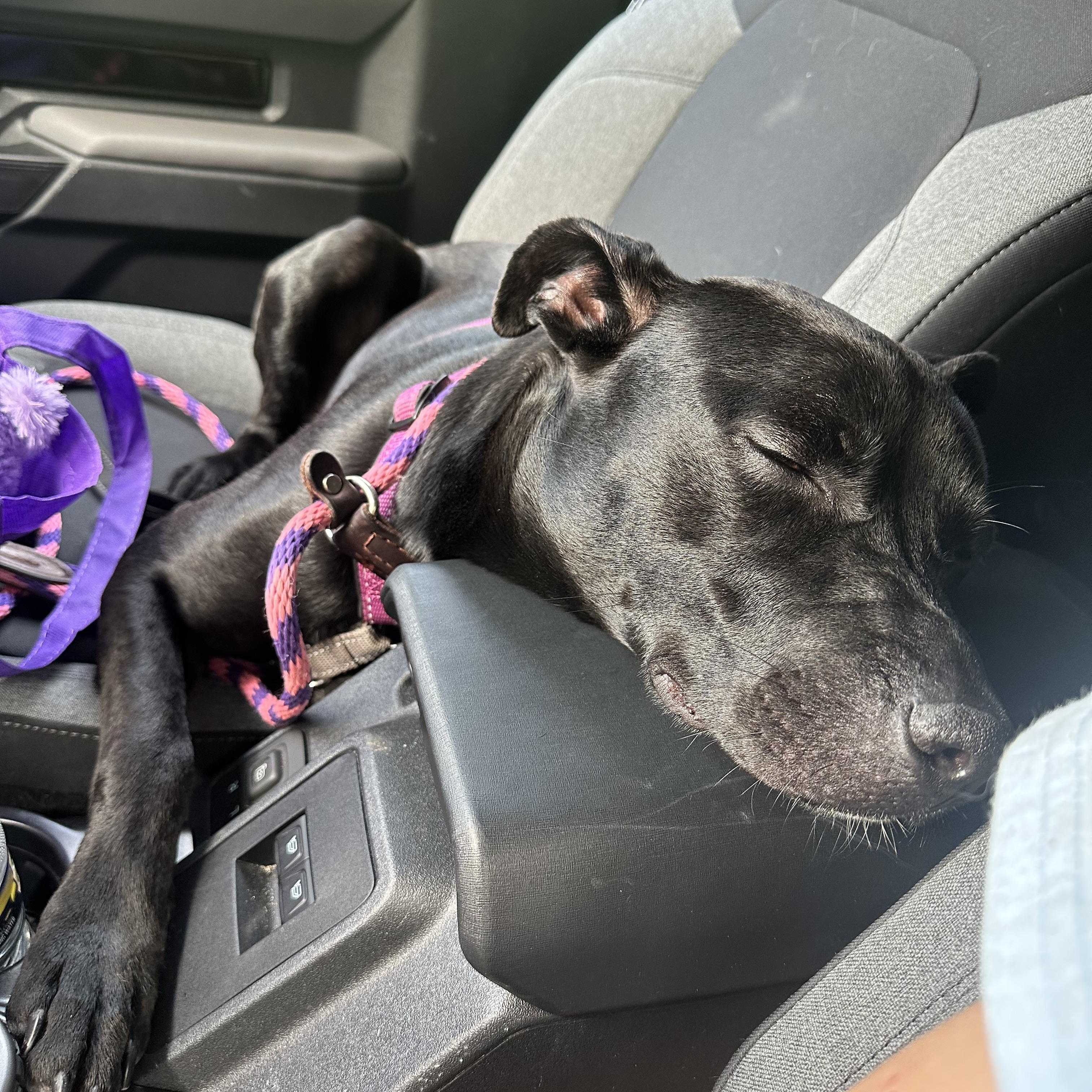 Sofi, a Adoptable mixed breed in Ellicott City, MD image 3/6