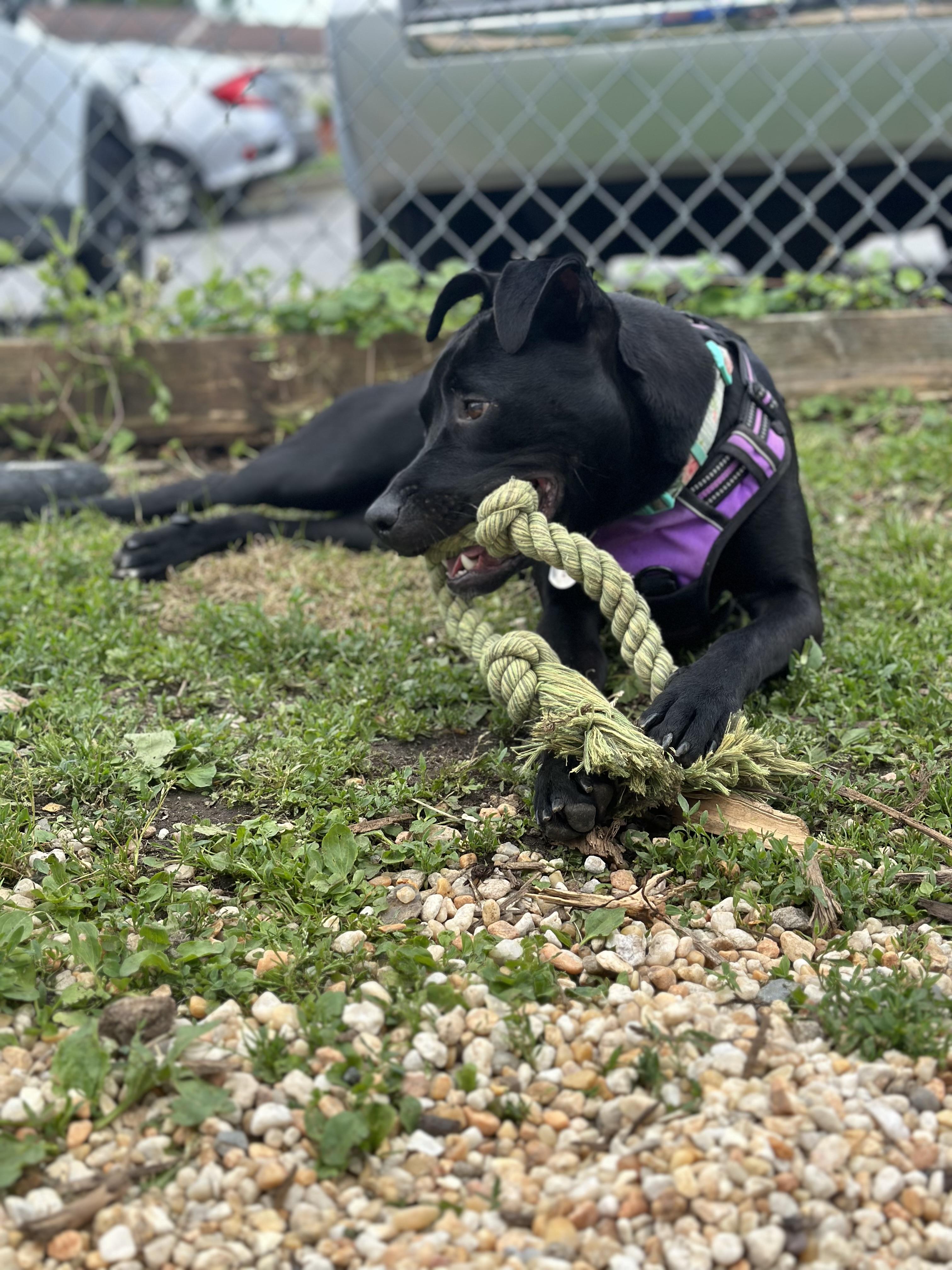 Sofi, a Adoptable mixed breed in Ellicott City, MD image 4/6