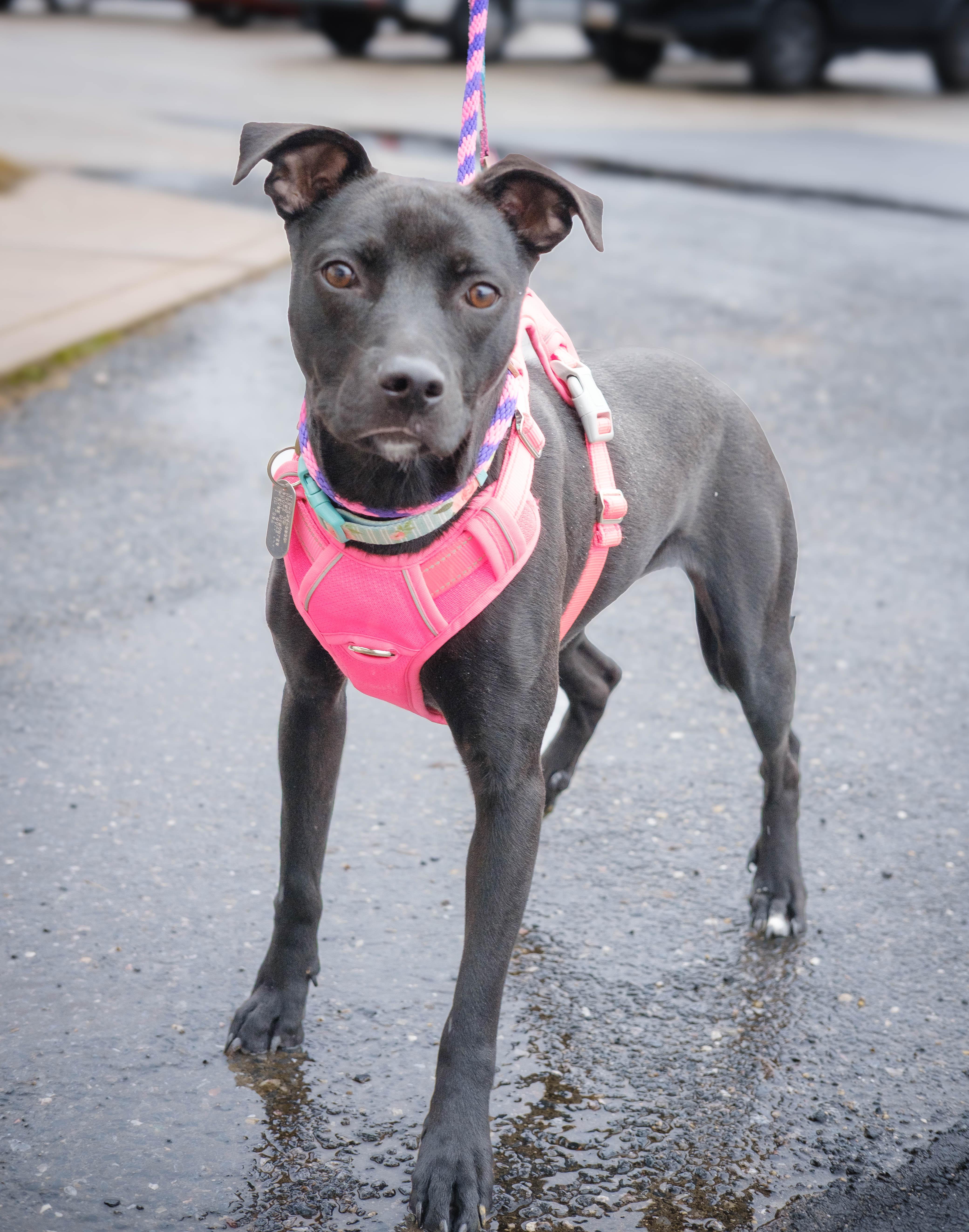 Sofi, a Adoptable mixed breed in Ellicott City, MD image 6/6