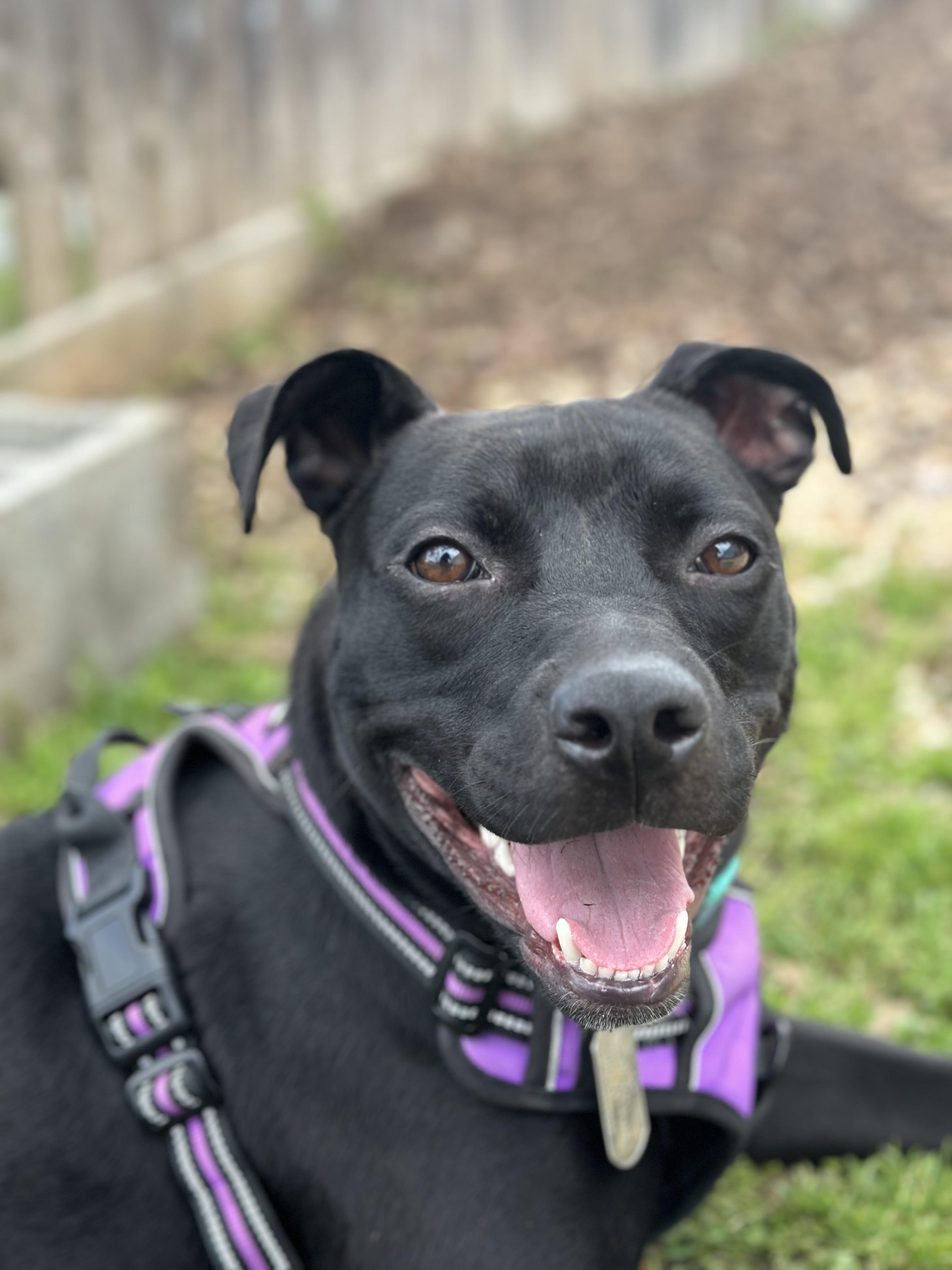 Sofi, a Adoptable mixed breed in Ellicott City, MD image 5/6