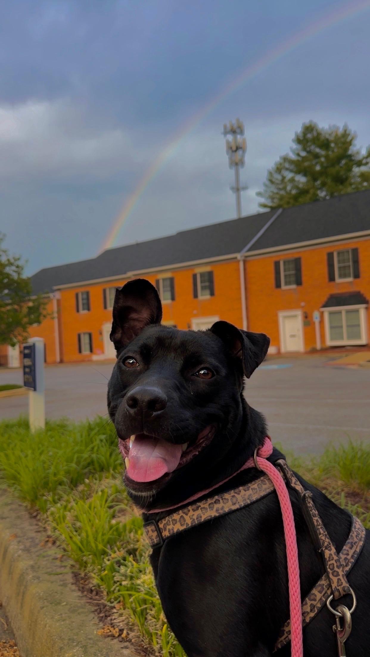 Sofi, Adoptable, Adult Female Terrier & Black Labrador Retriever.