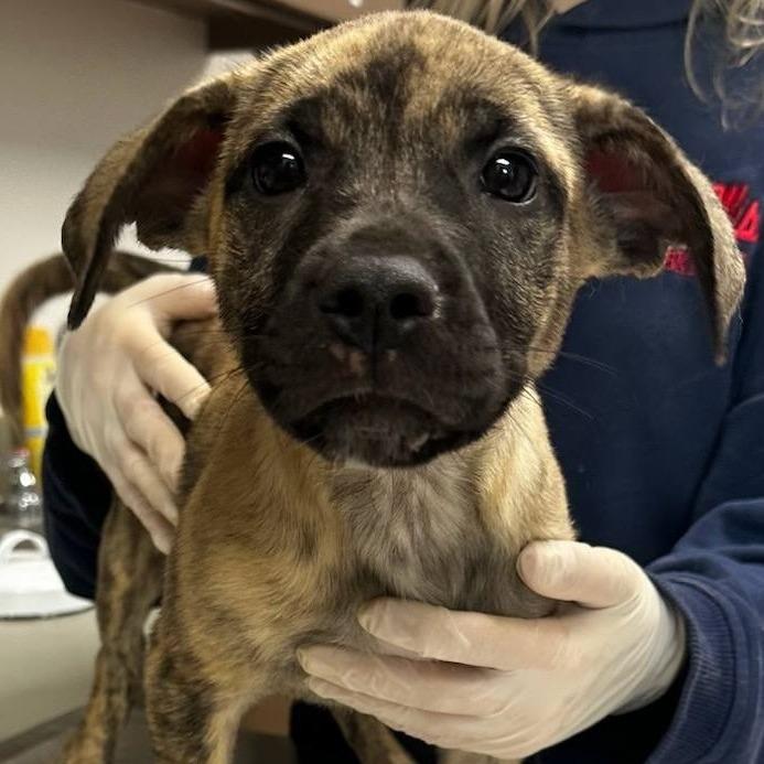 Enlarge Freya, a Adoptable mixed breed in Hattiesburg, MS image 1/3