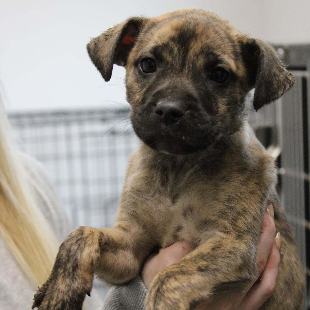 Enlarge Freya, a Adoptable mixed breed in Hattiesburg, MS image 2/3