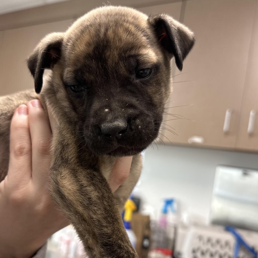 Enlarge Freya, a Adoptable mixed breed in Hattiesburg, MS image 3/3