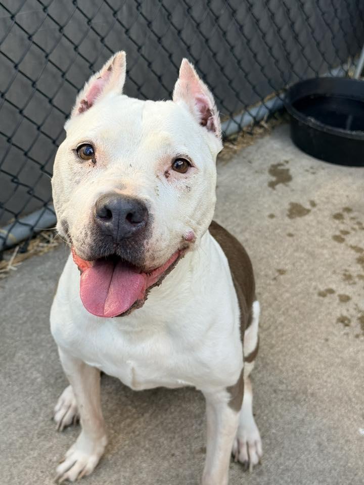Enlarge Paloma, a Adoptable Pit Bull Terrier in Crete, IL image 1/3