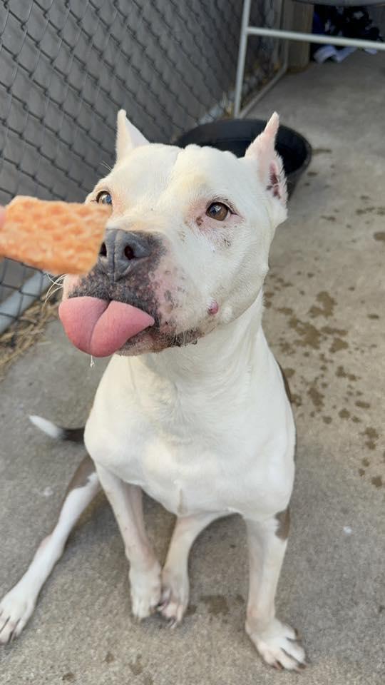 Enlarge Paloma, a Adoptable Pit Bull Terrier in Crete, IL image 2/3