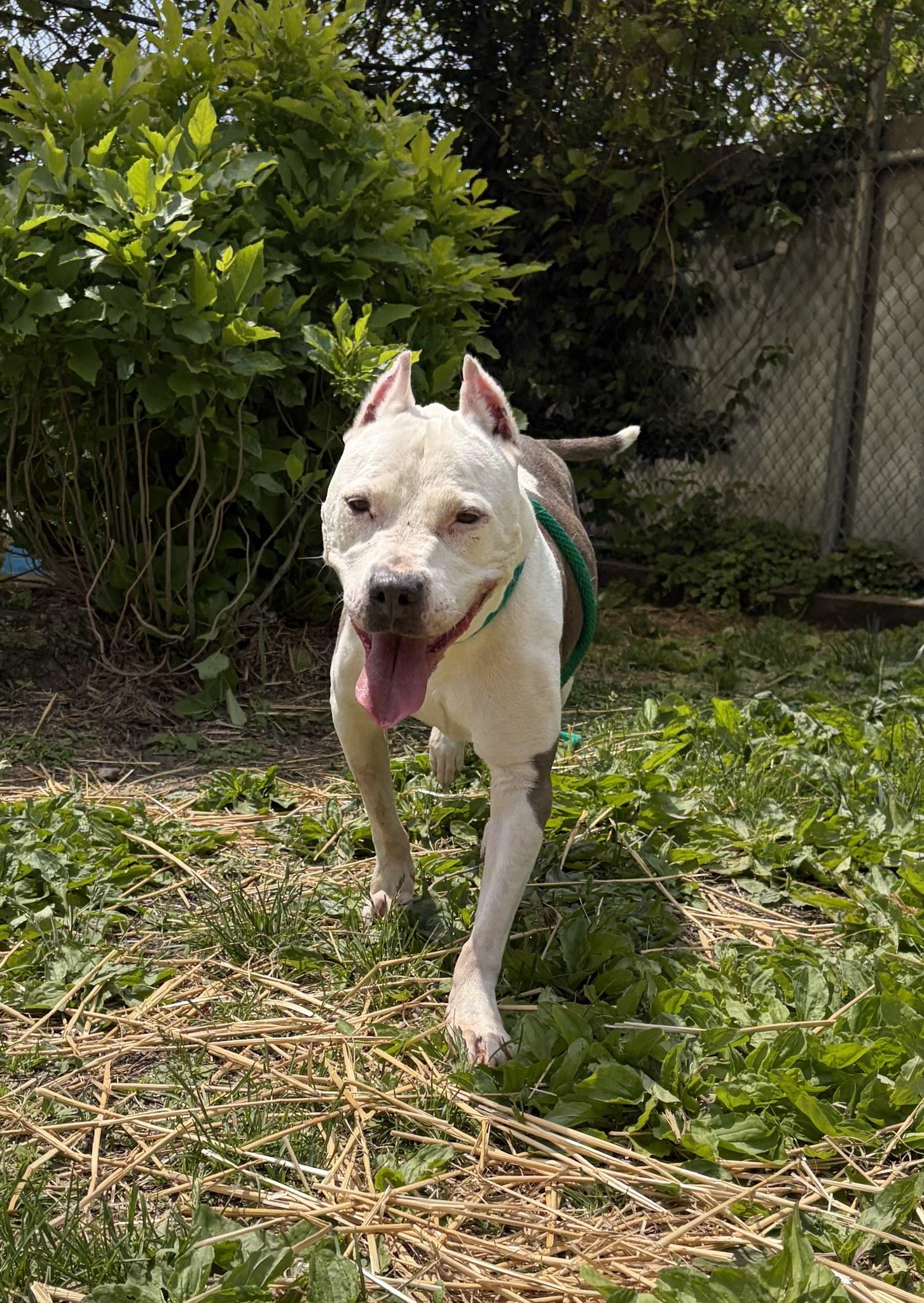 Enlarge Paloma, a Adoptable Pit Bull Terrier in Crete, IL image 3/3