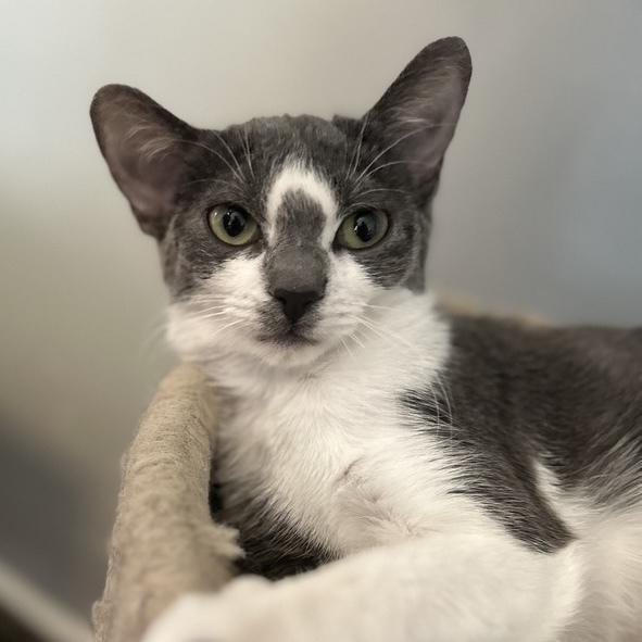 Patty, Adoptable, Kitten Female Domestic Short Hair.