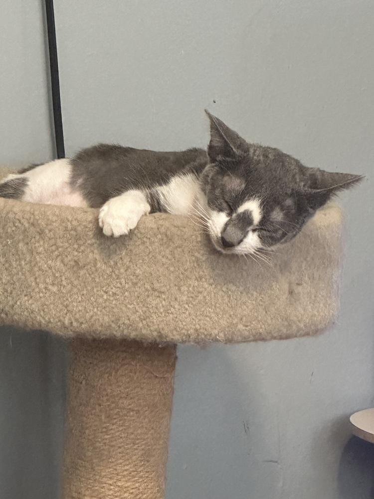 Enlarge Patty, a Adoptable Domestic Short Hair in Chicago, IL image 2/6